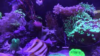 Marine Fish Tank 4K one hour 40 minutes [upl. by Maighdiln]