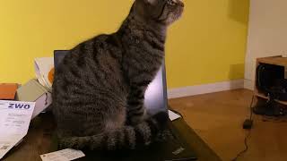 Best cat spot  on a laptop of course cats katzenleben laptop bestplace jadore mimi ciaobella [upl. by Nanis]