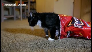 Cats Funny Doritos Commercials [upl. by Whitaker889]