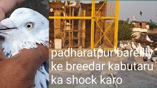 UP VILLAGE PIGEONS STAR BAREILLY KE champion kabutaru ka shokh karu [upl. by Oiredised]