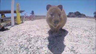 Quokka Fight [upl. by Violet]