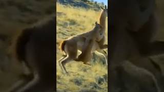 Duelo Animal Puma VS Guanaco Lama guanicoe Lucha a Muerte en los Andes [upl. by Ettelorahc]