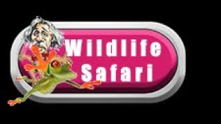 Wildlife Safari Event Coach Training 2024 [upl. by Lancelle557]