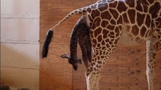 A New York une girafe accouche en direct [upl. by Acisset664]