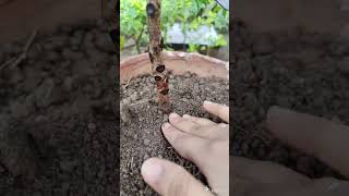 How to Grow Aucuba Japonica plant amp reports  gardening shortvideo [upl. by Haze]