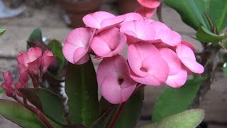 Growing Crown of Thorns Euphorbia milii [upl. by Freberg]