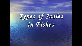 Scales of Fishes [upl. by Taub454]