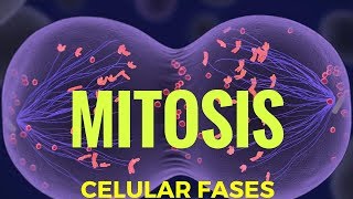 mitosis fases explicadas [upl. by Liew379]