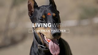 ALL ABOUT LIVING WITH DOBERMAN PINSCHERS [upl. by Millisent602]