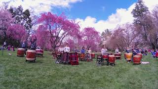 Swarthmore Taiko Ensemble  quotPropelquot w Nebuta intro Swarthmore Cherry Blossom Festival 2024 4624 [upl. by Johppa]