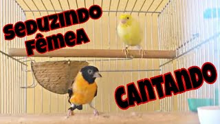 Pintassilgo venezuelano cantando para fêmea [upl. by Catherina127]