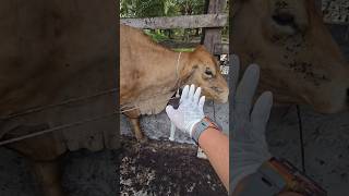 SUPER LIMOSIN Antibiotic injection in Limousin cows after giving birth cow animals shortvideo [upl. by Trevor669]