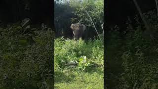 Udawalawe national park [upl. by Assillem]