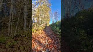 Trail in North Vancouver in the fall [upl. by Harday]