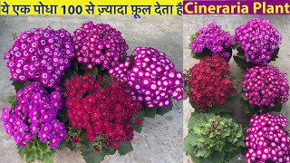 100 से भी ज़्यादा फ़ूल देता है यह पोधा  Cineraria Plant Care  Winter Heavy Flowering Plants [upl. by Diarmuid623]