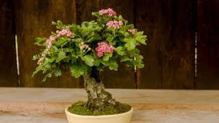 Crataegus laevigata – English Hawthorn I [upl. by Anyrak]