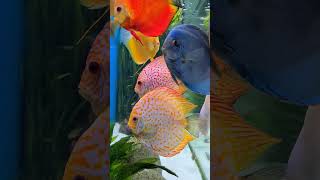 The beautiful Thursday discus fish sideview [upl. by Daus869]