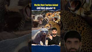 Worlds Most Fearless Animal ఇదేనట 😳 honeybadger shortsfeed shortsvideo shorts [upl. by Farmer]