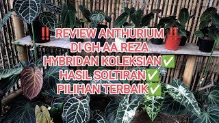 ‼️ REVIEW ANTHURIUM KUPING GAJAH ‼️DI GH AA REZA HYBRIDAN TERBAIK✅ [upl. by Jahdiel90]