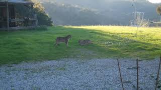 2 Bobcats fighting in the backyard [upl. by Noivad]