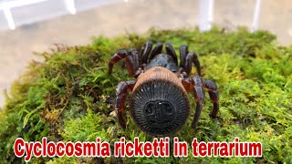 Create a terrarium to raise cyclocosmia ricketti spiders 😍 [upl. by Yeliah]