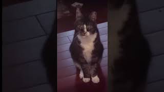 Deaf cat meowing [upl. by Leahcimrej999]