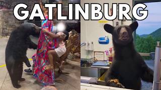 Gatlinburg Tennessee Bears Getting Too Close For Comfort [upl. by Boice526]