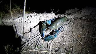 Yabbie Escapades at Lake Lyell [upl. by Mcconnell883]