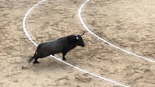 Salida 4º toro de VICTORINO MARTÍN quotCORRETÓNquot  5junio2024  Las Ventas [upl. by Cailly]