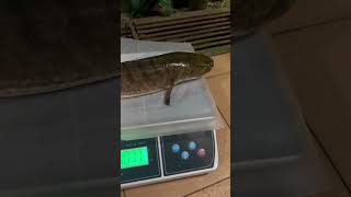 Big snakehead 😱😱 shortvideo shots [upl. by Buff337]