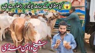 Kia Mandi Ke Rate YouTuber Barha rhay hain  Sheikhwahan Cow Mandi Today 2024 [upl. by Ydorb258]