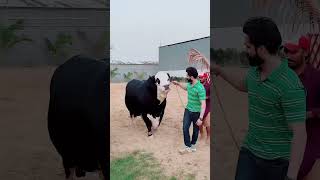 Trending New Song🔥 rambo bull DCattleFarm [upl. by Ammon32]