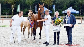 KWPN Championships 2024  Compilation Gelders foals amp mares [upl. by Cinnamon]