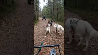 Husky ride in Rovaniemi  October 2024 [upl. by Laikeze538]