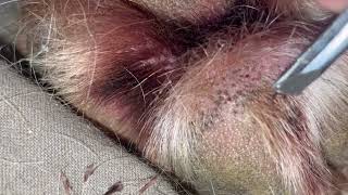 Impacted Hair Follicle Removal on Moose my Mastiff’s Paw 🐾 Relaxing and Satisfying [upl. by Leandro720]