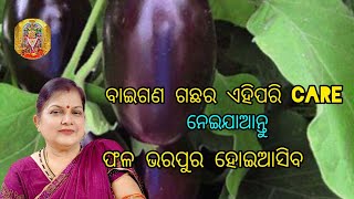 ବାଇଗଣ ଗଛର ଏହିପରି care ନେଇଯାଆନ୍ତୁ ଫଳ ଭରପୁର ହୋଇଆସିବ Brinjal plant care [upl. by Keene]