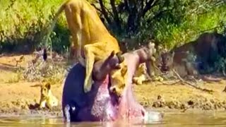 Dead Hippo Explodes And Shts On A Lioness  Latest Wildlife Sightings [upl. by Loredo]