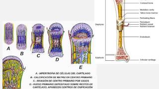 OSIFICACIÓN ENDOCONDRAL [upl. by Kari]