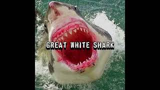 Great White Shark vs Bony Fish [upl. by Hannover]