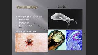 Microbiology Parasitology  Protozoans [upl. by Linoel465]