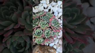 Echeveria Nanahukumini fall colors [upl. by Elades169]