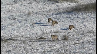 Coyote Hunting Suppressed COYOTES EVERYWHERE 2024 [upl. by Yrroc]