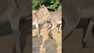 donkey animals youtubeshorts junglebook comment [upl. by Rolandson]