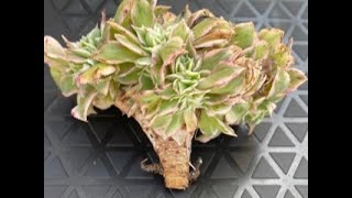 What To Do With Leggy Crested Sunburst crestedsucculents crestedaeonium [upl. by Rozalin]