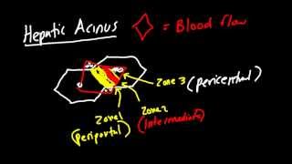 Liver Architecture Made Simple Classic Lobule Hepatic Lobule Heptaic Acinus [upl. by Roybn513]