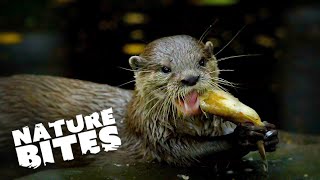 Unveiling Hidden Otter Adventures at the Zoo  he Secret Life of the Zoo  Nature Bites [upl. by Aslehc]