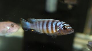 My Metriaclima sp quotzebra long pelvicquot Mdoka and Labeotropheus Trewavasae Chilumba [upl. by Airasor]