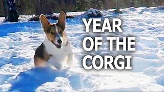 THE YEAR OF THE CORGI DOG  Life After College Ep 461 [upl. by Yatnohs80]