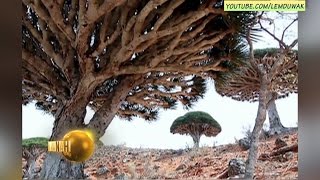 Socotra  Mungkinkah Pulau Dajjal [upl. by Eissac825]