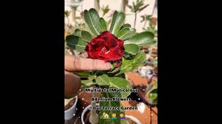 Multipetal multicolour Adenium Flowers  our terrace garden 🏡👨‍🦰👩‍🦰 plantoog plantoogadenium [upl. by Wes968]